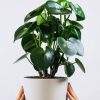 Ficus Decora Cabernet – Image 2